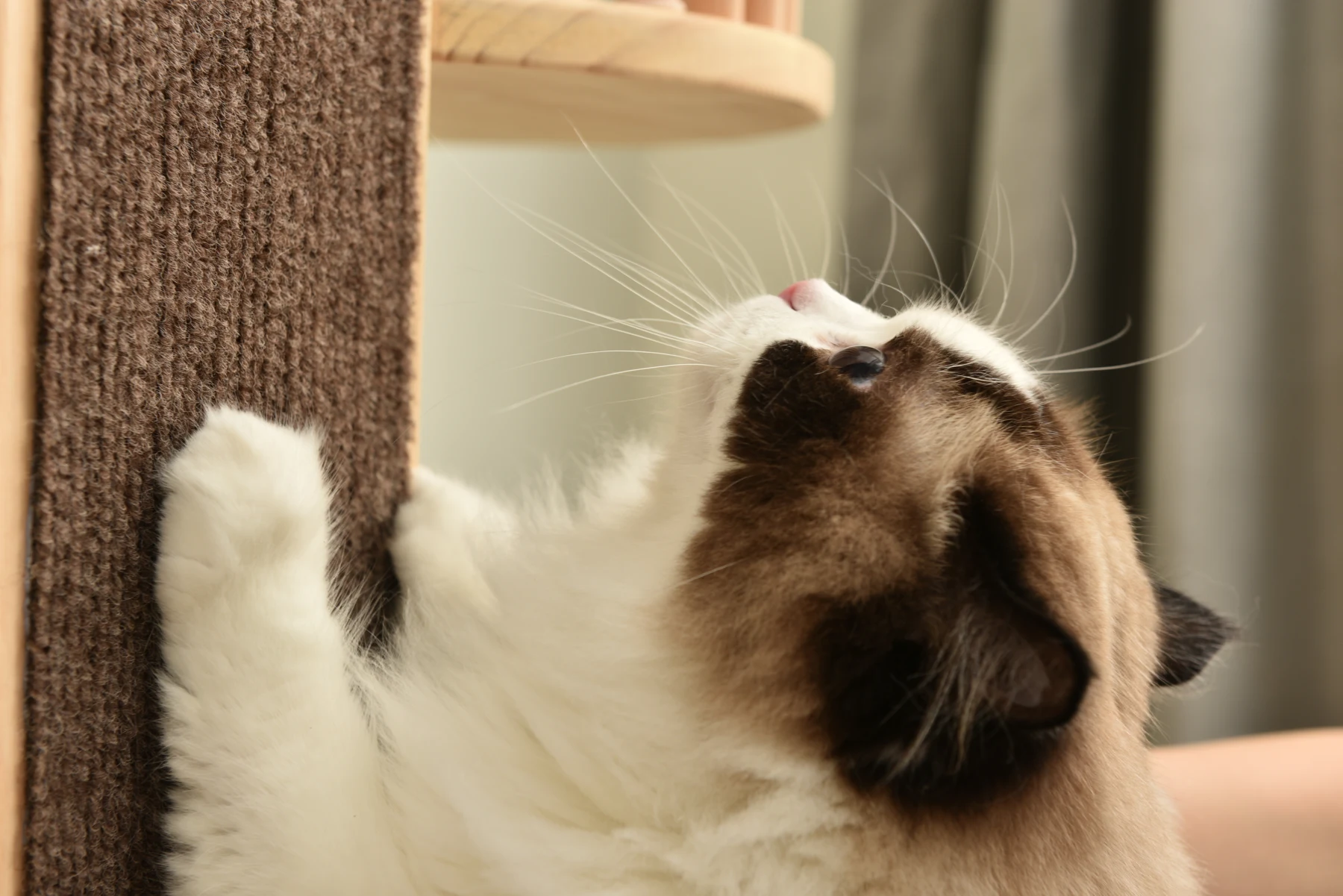 【TX309397AAA】【N504P221100A】【N504P286720A】猫タワー 木製 天然木 宇宙船付き 猫ハウス 頑丈 据え置き おしゃれ 可愛い麻紐 爪とぎ支柱 安全安心 ペット用品 ペット 通気性良い